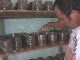 Budidaya Semut Rang Rang Urang Kuningan